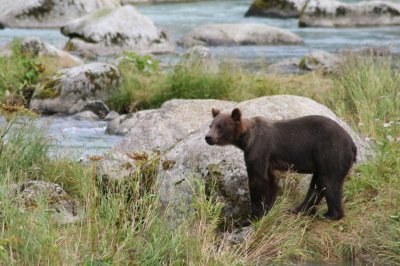 Little bear on the Chilkat