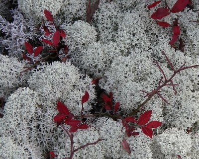Foliage of the mountains