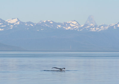 52. First humpback whale sighted in Frederick Sound.jpg