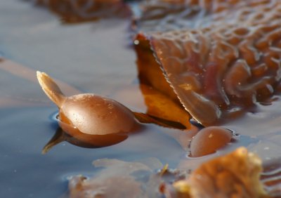 65. Bull Kelp.jpg