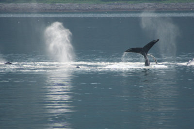 73. Whales of Icy Strait.jpg