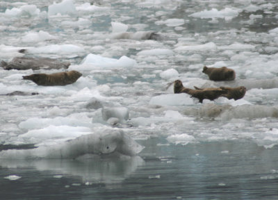 86. Harbor Seals on ice.jpg