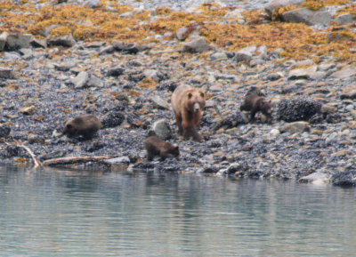 87. Tarr Inlet - Momma and three cubs beachcombing.jpg