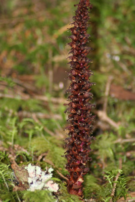 95. Ground cone and lichen.jpg