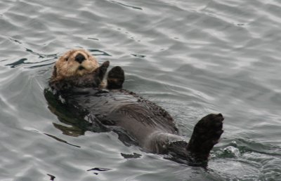99. Sea Otter Adios.jpg