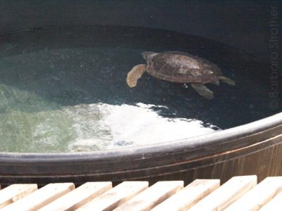 Sea Turtle rescue.jpg