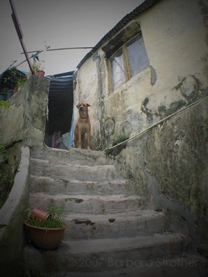 Hong Kong squatter dog.JPG