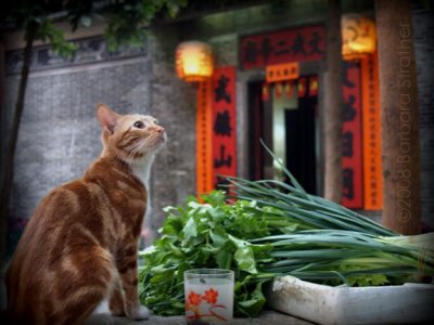 Tai Po Temple cat still life.JPG