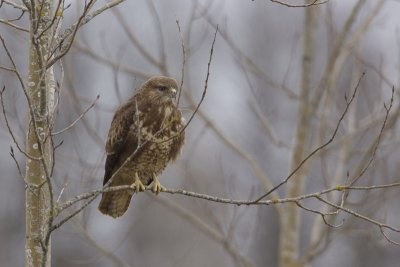 Buizerd - Buzzard