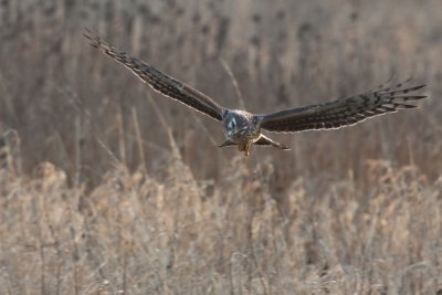 Blauwe Kiekendief - Hen Harrier