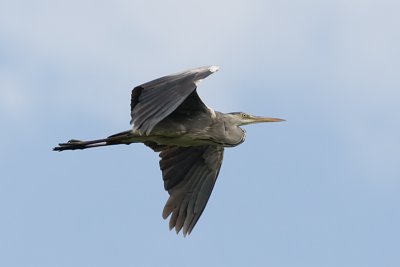 Grey heron - Blauwe reiger - Ardea cinerea