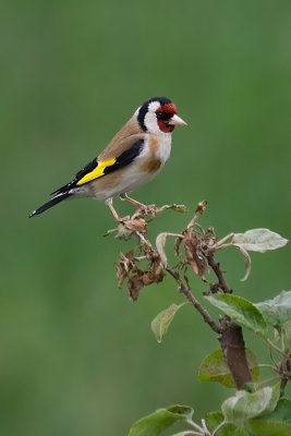 Goldfinch - Putter - Carduelis carduelis