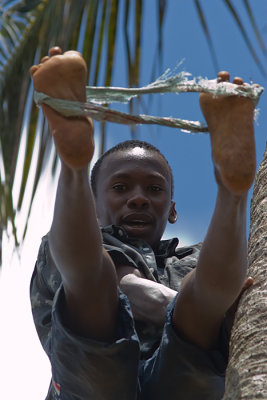 Coconut Climber (Zanzibar)