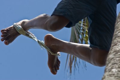 Coconut Climber (Zanzibar)