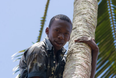 Coconut Climber (Zanzibar)