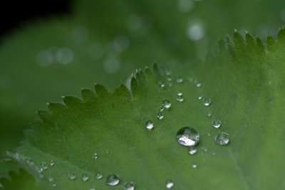 Waterdrops on leaf