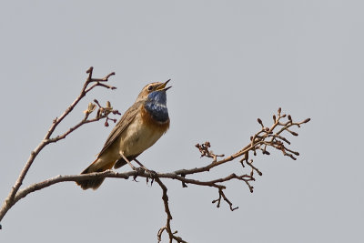 Blauwborst - Bluethroat