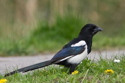 Magpie - Ekster- Pica pica