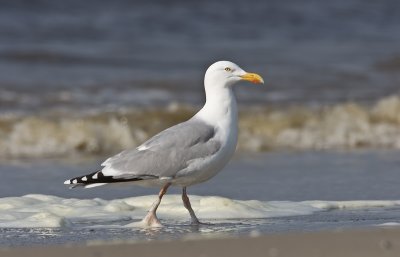 Zilvermeeuw / Herring Gull / Larus argentatus