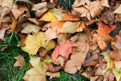 Autumn Colours