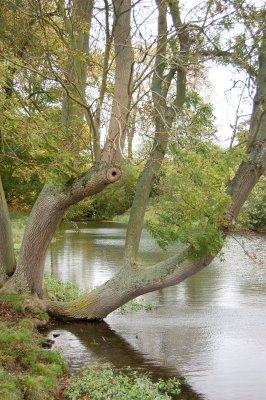 Interesting tree shape