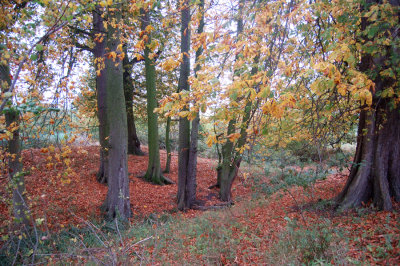 More nice colours shot at 800 ASA
