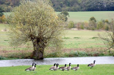 River Bank