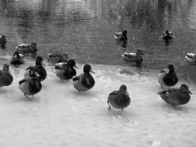 Should Have Migrated