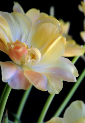 Hello  - Spring'