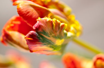 Tulip Pas de Deux Grande