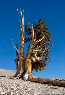 bristlecone