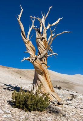 oldTree_2.jpg