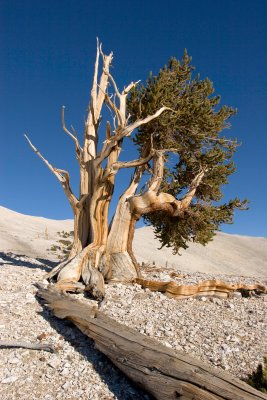 oldTree_3.jpg