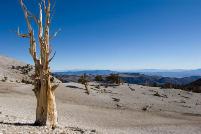 oldTree_4.jpg
