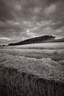 Harvest