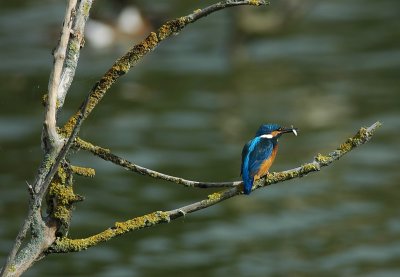 ijsvogel - common kingfisher