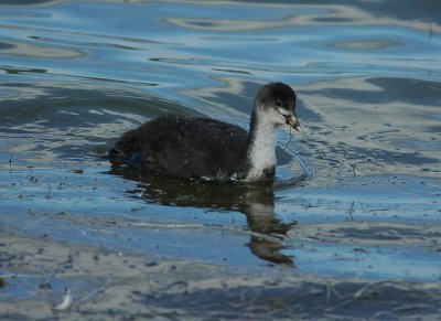 meerkoet. - Eurasian coot