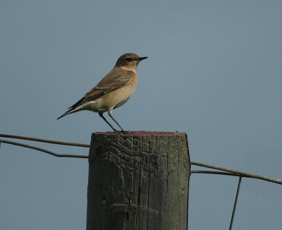 tapuit - Northern wheatear