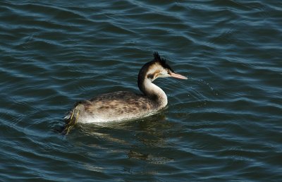 fuut - great grested grebe