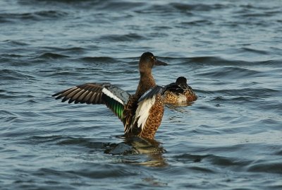 slobeend - Northern shoveler