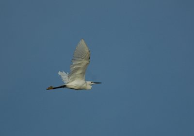 kleine zilverreiger - little egret