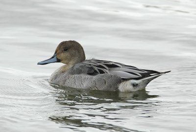 pijlstaart - Northern pintail