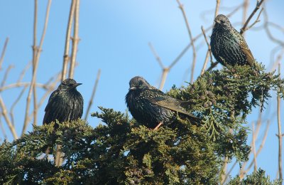 spreeuw - common starling