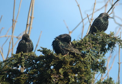 spreeuw - common starling