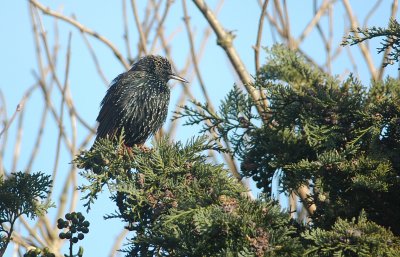 spreeuw - common starling