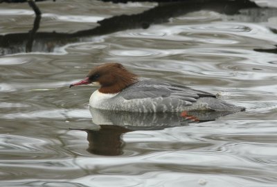 grote zaagbek - goosander