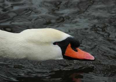 knobbelzwaan - mute swan