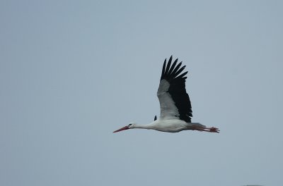 ooievaar - white stork
