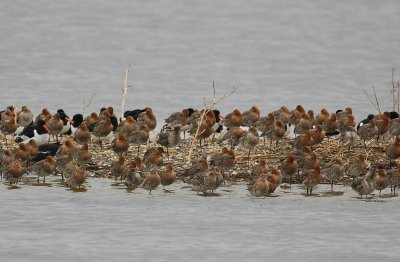 grutto - black-tailed godwit