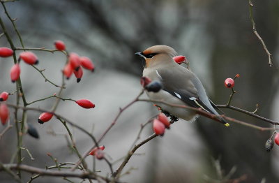 pestvogel - bohemian waxwing